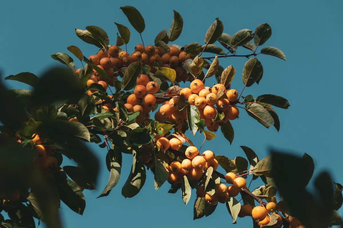 Beginner's Guide to Planting a Fruit Tree in Heavy Clay Soil