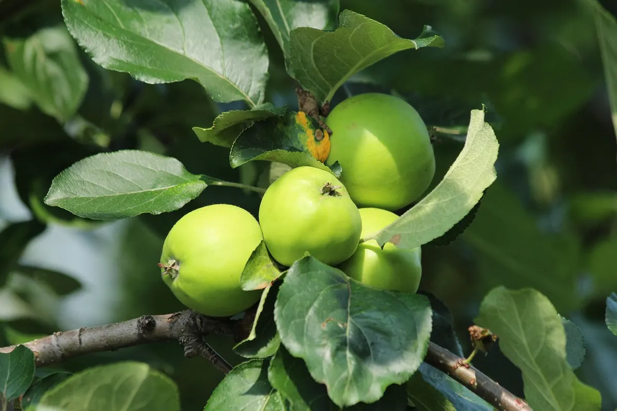 Best Disease-Resistant Apple Varieties for Small UK Gardens