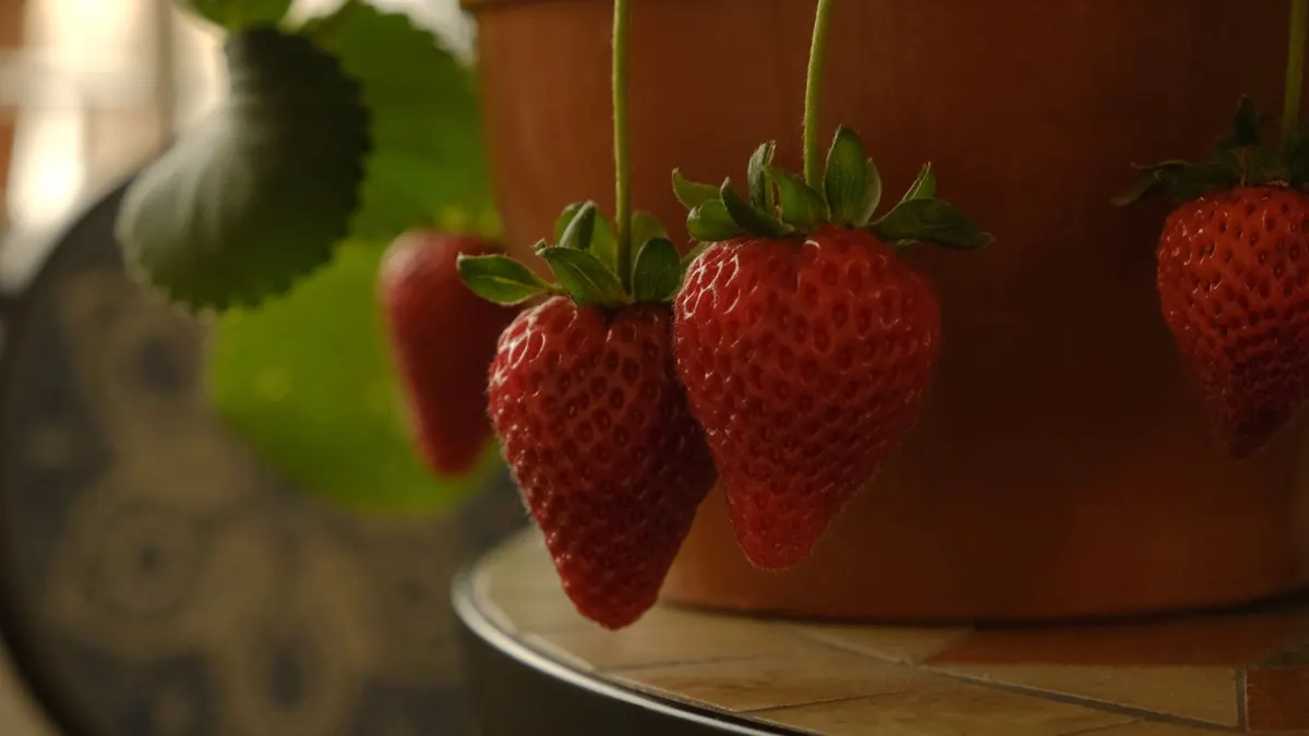 How to Grow Strawberries in Pots: A UK Month-by-Month Guide